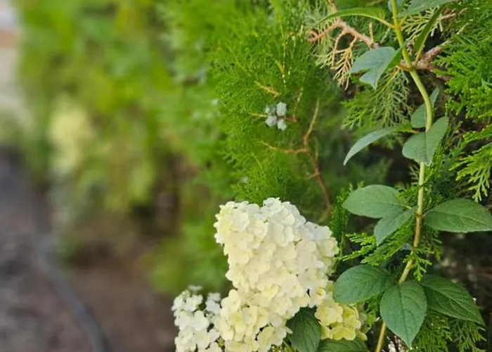 Hotel естрела Rawda