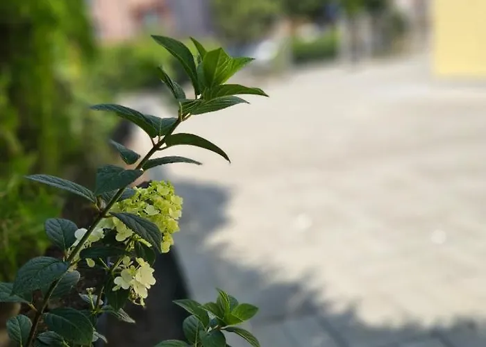 естрела * Rawda