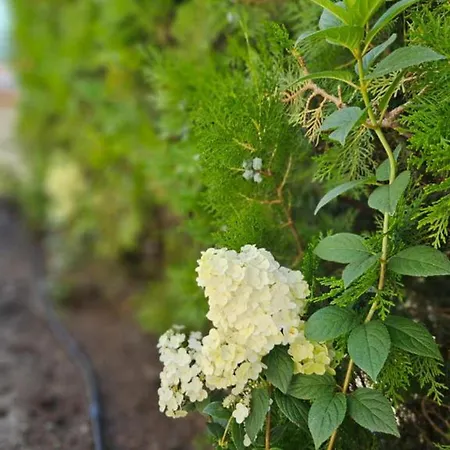 Hotel естрела Ravda