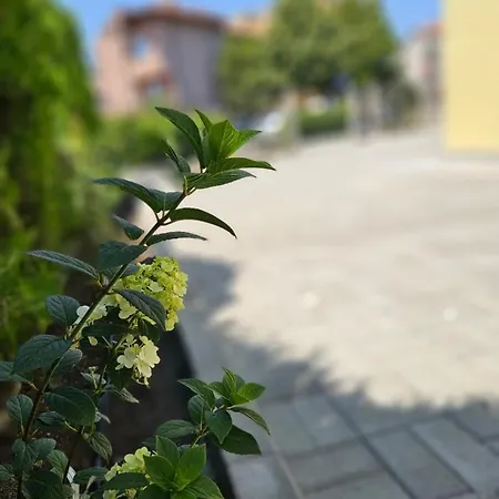 естрела * Ravda